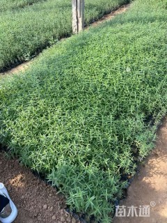 高度15厘米峨眉唐松草