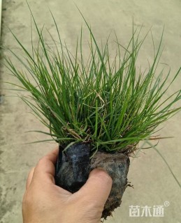 高度15厘米小兔子狼尾草