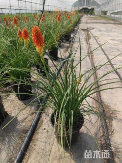 高度25厘米火炬花