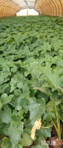 高度20厘米春羽