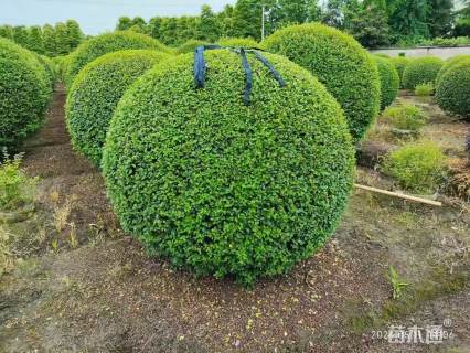 高度90厘米毛叶丁香球