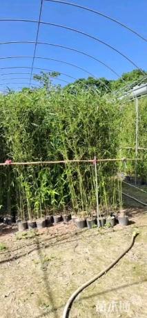 容器苗刚竹