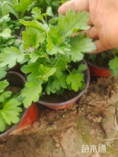 高度20厘米北京夏菊