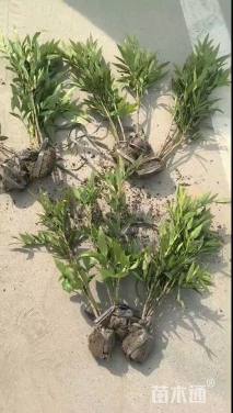 高度40厘米十大功劳