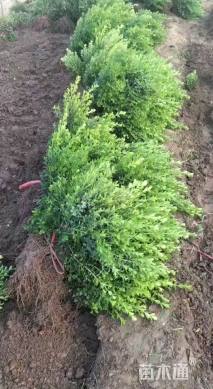 高度30厘米小叶黄杨