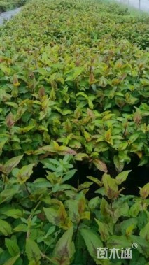 高度20厘米赤胫散