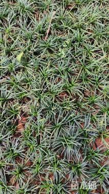 高度5厘米玉龙草