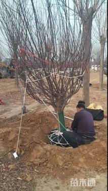 10公分垂丝海棠