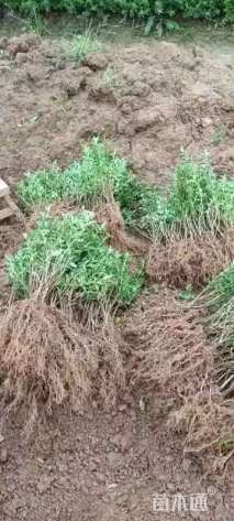 高度25厘米六月雪小苗