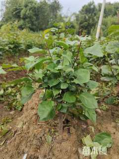 高度40厘米三角梅