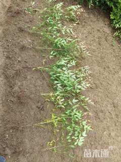 高度15厘米南天竹