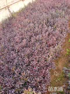 高度25厘米兰花