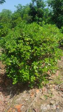 冠幅80厘米海桐球