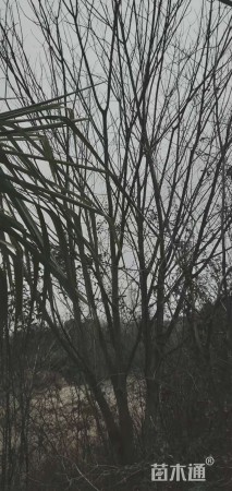 原生苗丛生朴树