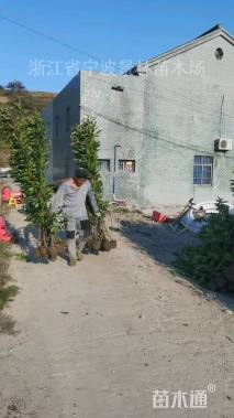 高度160厘米珊瑚树