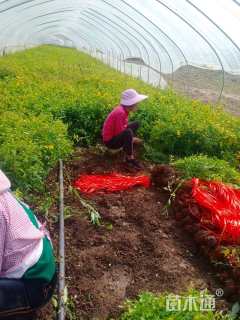 高度120厘米棣棠