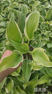 高度20厘米花叶玉簪