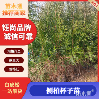 高度110厘米侧柏