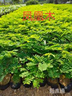 15公分台湾栾树