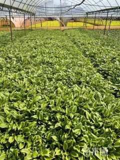 高度30厘米金边玉簪