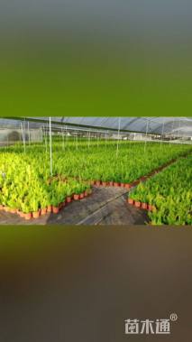 高度25厘米狐尾天门冬