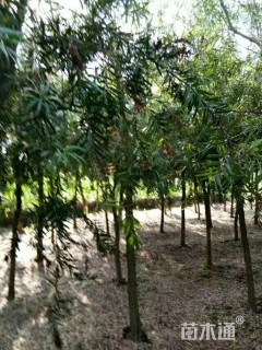 10公分红千层