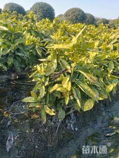 高度60厘米洒金珊瑚