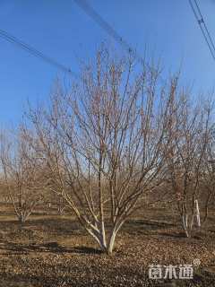 高度500厘米丛生元宝枫