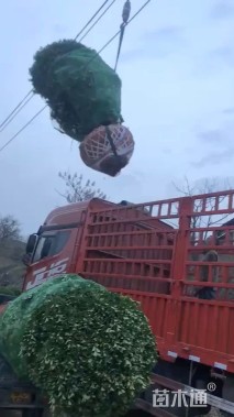 冠幅200厘米冬青球