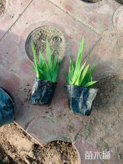 高度20厘米蓝花鸢尾