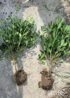 高度50厘米海桐