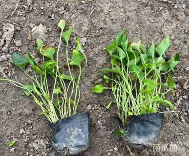 高度10厘米紫花地丁