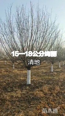 14公分绚丽海棠