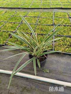 高度30厘米山菅兰