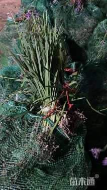 高度30厘米紫娇花