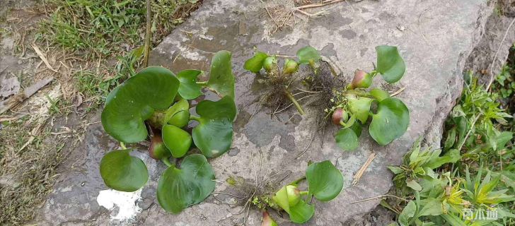 高度20厘米水葫芦