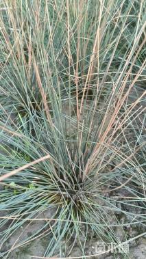 高度70厘米灯心草