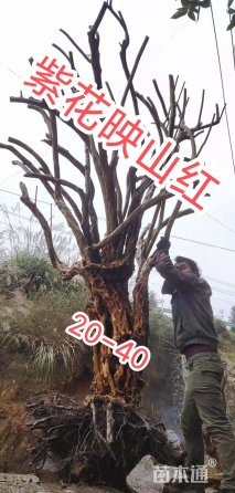35公分映山红桩