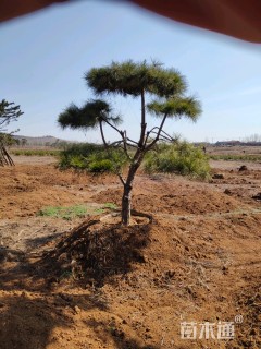 造型油松