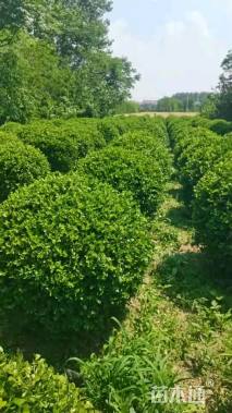 冠幅150厘米瓜子黄杨球