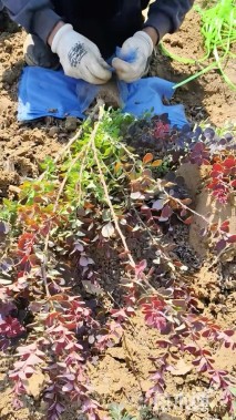 高度60厘米紫叶小檗