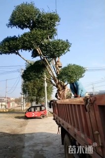 15公分造型小叶女贞