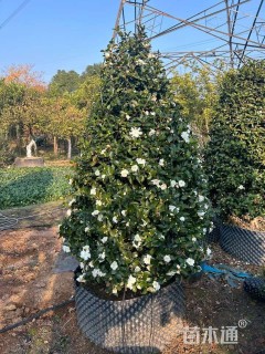 高度150厘米茶梅