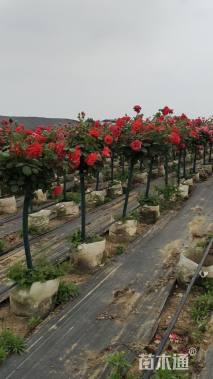 高度140厘米月季