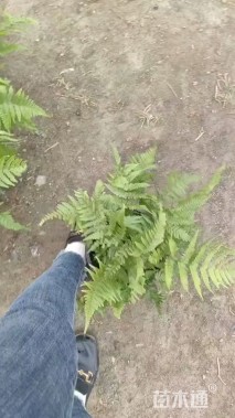 高度30厘米彩虹蕨