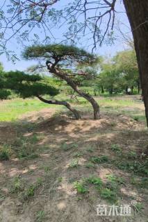 高度400厘米房产松