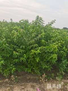 高度1500厘米丛生黄栌