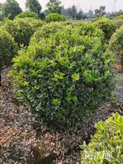 冠幅100厘米金边黄杨球