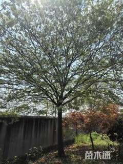 12公分(5杆)丛生朴树