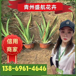 高度20厘米鸢尾